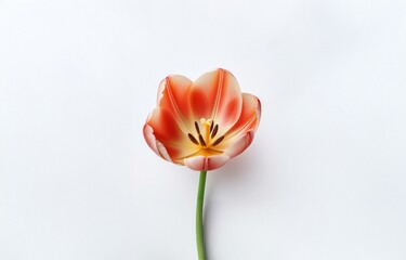 Naklejka premium A single orange tulip with a white center is on a white background.