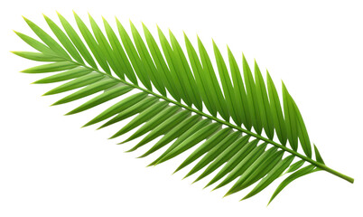 Obraz premium PNG Plant green leaf fern.