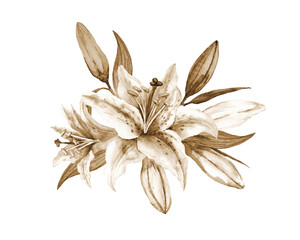 Oriental hybrid lilies. Big lily flowers and buds. Watercolor bouquet. Sepia vintage art.