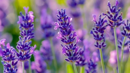 Fototapeta premium Lavender's fields paint a natural scene.