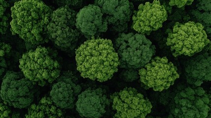 Aerial view of dense green forest with treetops creating a lush canopy.