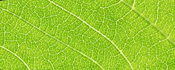 Macro photography of green leaf. Beautiful nature background. Leaf texture with veins close-up. Banner.