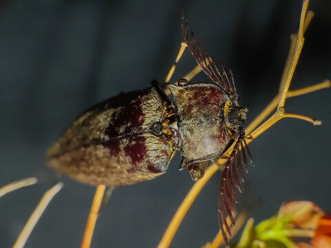 Elateriformia insect on twig. Close up photography