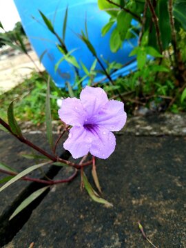 A purple trumpet-shaped flower called Ruella is in the garden