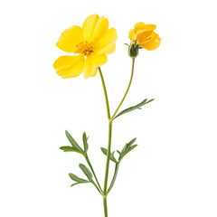 Naklejka premium mustard flower isolated on white.