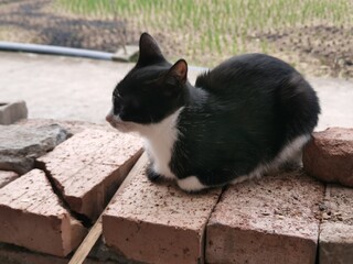Lovely white and black cat on red brick with road and rural field background.Portrait of a small black and white kitten looking curiously to the side.
