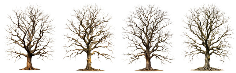 Fototapeta premium A set of old bare dead trees without leaves, black-brown, isolated on a transparent background, represents the concept of plants and flowers.