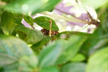 葉っぱの中に忍ぶアシナガバチ