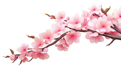 PNG Blossom flower plant inflorescence.