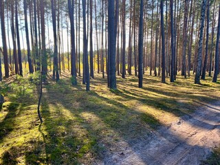 Beautiful nature, forest, moss, autumn forest, sunset