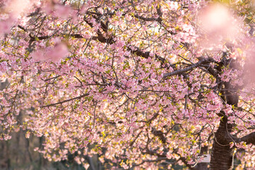 Obraz premium 夕日を受けて輝くエドヒガンザクラ