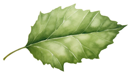 PNG Leaf plant tree sycamore.