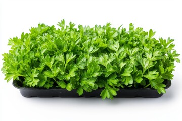 Obraz premium Fresh Green Parsley in Black Plastic Container