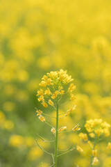 Obraz premium 満開の菜の花畑