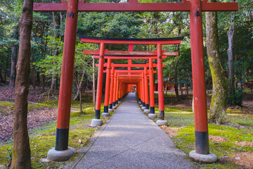  [NARA]A famous shrine surrounded by nature in Nara Prefecture, A row of vermilion torii gates,...