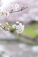 満開になった川沿いの桜並木