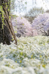 春に満開のユキヤナギとサクラ