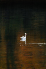 swan in flight