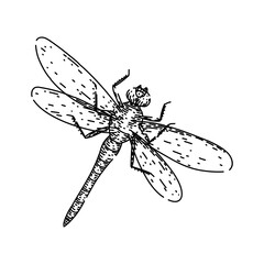 nature dragonfly hand drawn. pond predator, aquatic biodiversity, ecosystem larvae nature dragonfly vector sketch. isolated black illustration