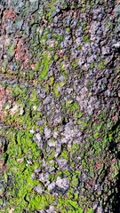 The mossy texture of mango tree bark