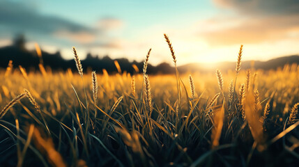 Golden wheat field at sunset with sun rays illuminating the ears of wheat against a soft, blurred background and a clear sky.
