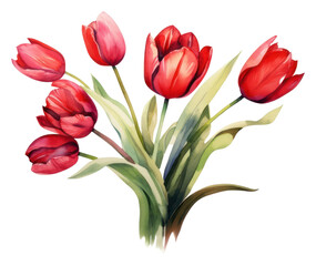 Fototapeta premium PNG Flower tulip plant inflorescence.