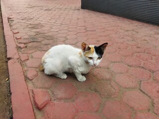 cute small cat on the porch