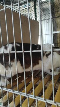 broken rex rabbit behind the cage, brown and white patterned rabbit, 4k footage