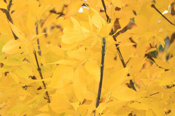 Yellow fall leaves on the tree in park