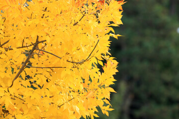 Yellow fall leaves on the tree in park