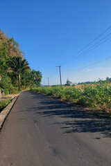 Paved Road and Trees in the Countryside