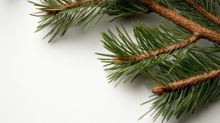 Obraz premium Spring pine tree branches for nature-themed designs and seasonal decor
