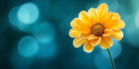 A vibrant yellow flower contrasts starkly with the soft teal bokeh background, highlighting its beauty and simplicity.
