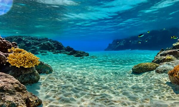 Underwater Paradise: A Glimpse into the Crystal Clear Depths