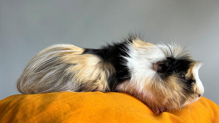 Guinea pig