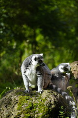 Beautiful black and white lemurs enjoying sunlight on a rock and scratching in the green grass surrounded by trees