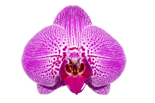 Single orchid flower isolated without background.