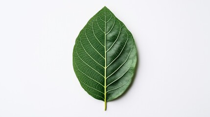 Close-up of a single green leaf with detailed veins on a white background illustrating nature's intricate patterns.
