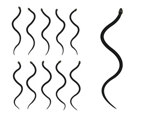 Black Rat Snake Animal Animation Sequence Cartoon Vector