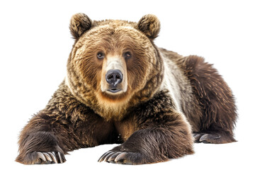 Fototapeta premium Mighty brown bear on transparent background: majestic creature of wild nature.