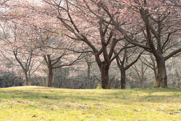 Obraz premium 雪が舞っている春