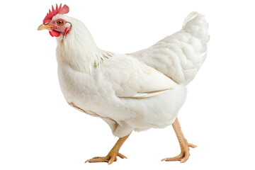 Chicken with red comb on transparent background: feathered farm animal.
