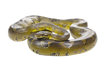 Obraz premium Ball Python on Transparent Background: A Delicate Reptile with Patterned Skin