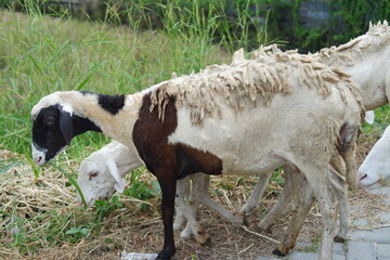 Obraz premium Sheep and lambs on the street in the village, closeup of photo