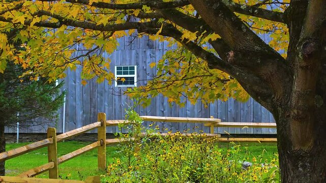 A beautiful day in October at Salt Springs State Park in PA.  The wind blows the yellow leaves on this maple tree with a garden full of black-eyed Susans in the background.  Zoom in on old barn window