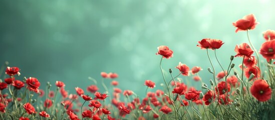 Fototapeta premium Vibrant red poppies blooming in a lush green meadow on a peaceful summer day The flowers stand tall against the soft blurred background creating a serene and calming atmosphere