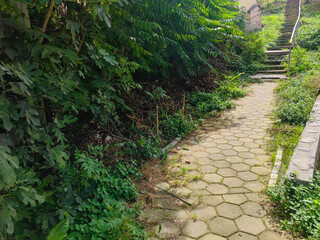 Fototapeta premium Green-Framed Pathway to Staircase