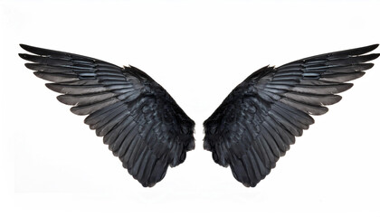 black angel wings isolated on white background