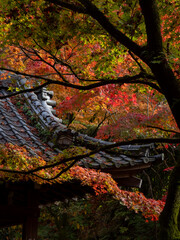 Tiled roof of traditional Japanese wooden pavilion among red maple trees during fall season - Kyoto, Japan