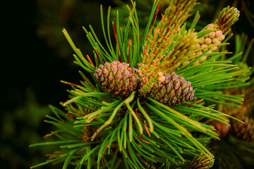 close up of pine cones